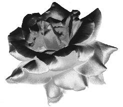 ���������� �����������